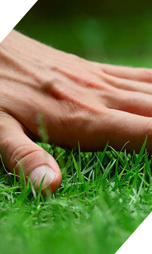 Beautiful home lawns by Seed on Earth Wellington